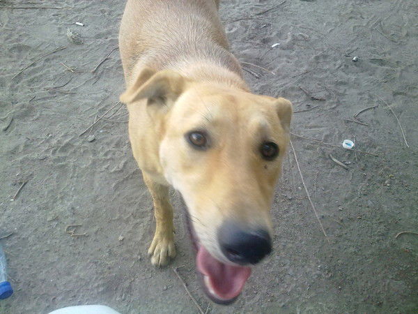 Николай Лаврик