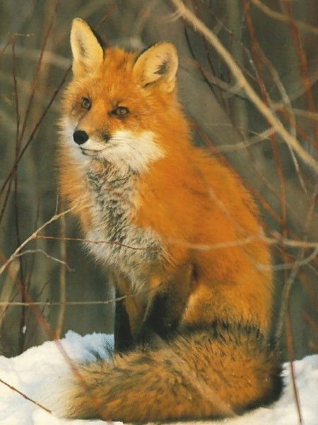 Ольга Киселева