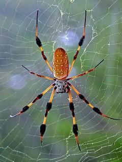 Назгуль Макеева