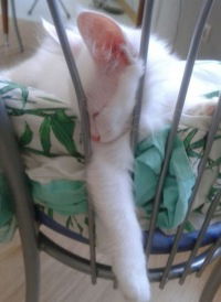 Алла Шелунова