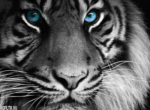 Вадим Эйхольц