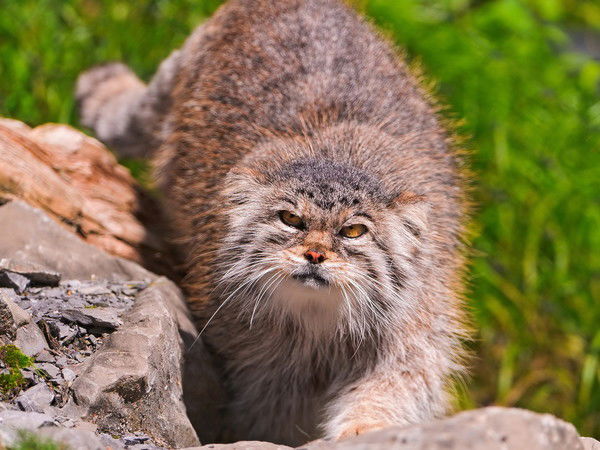 Roman Халиман