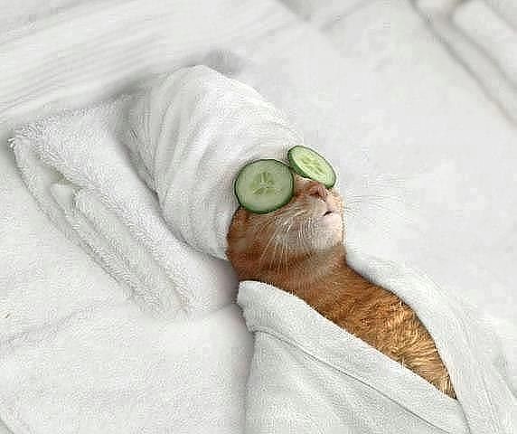 Елена Морозова