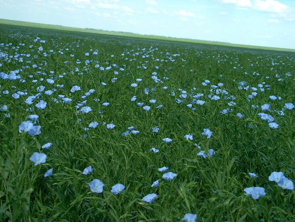 Ерлан Дутбаев