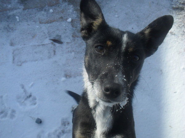 Ирина Дмитриева