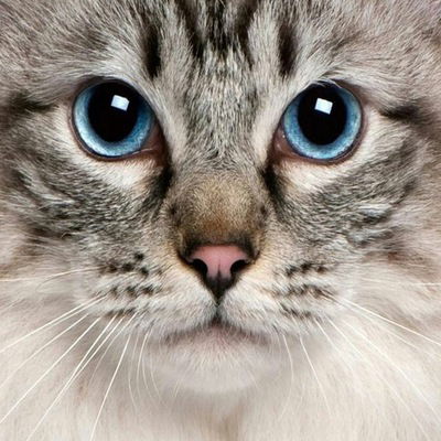 Лада Рахманова