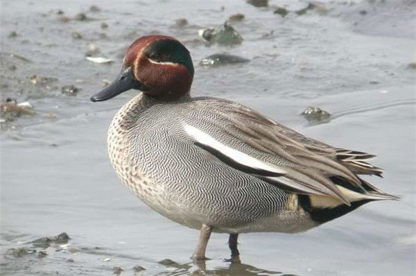 Оля Белкина