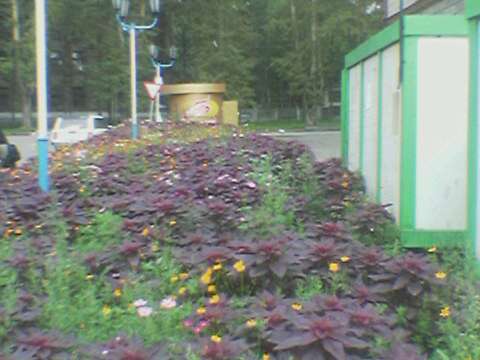 Николай Жадан