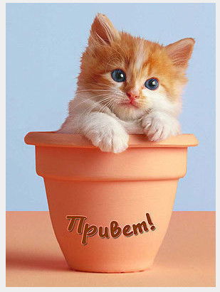 Алла Кулешова