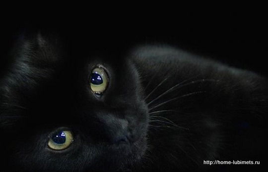 Арсений Соловьёв