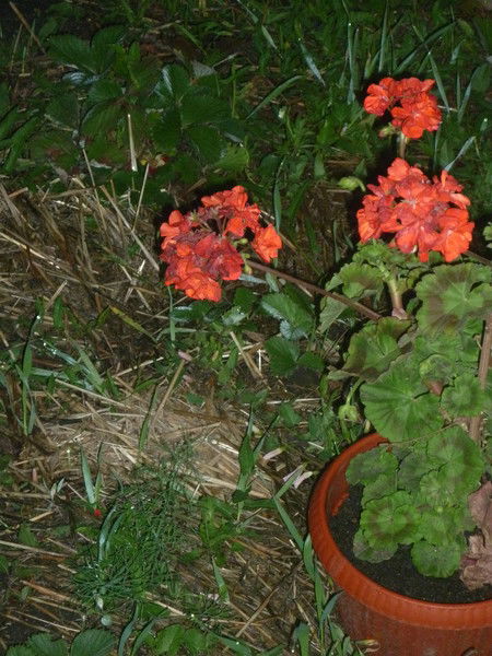 Николай Сибирский