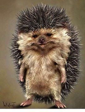 Дания Усманова