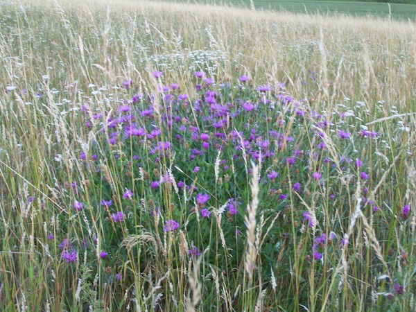 Андрей Тиссен