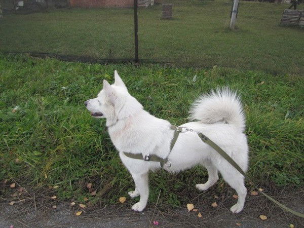 Андрей Степкин