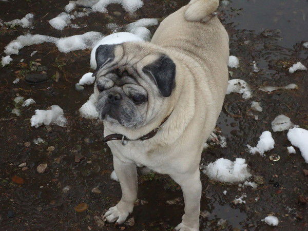 Олеся Комар