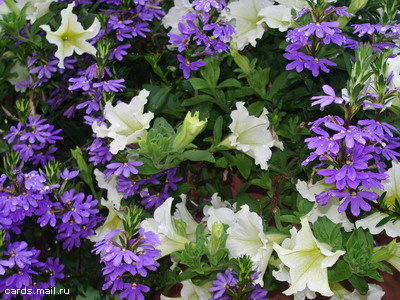 Наталья Шаповалова