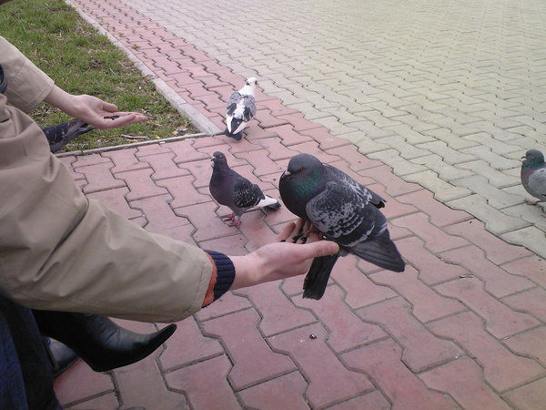 Серега Палыч