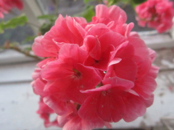 Ольга Пермякова