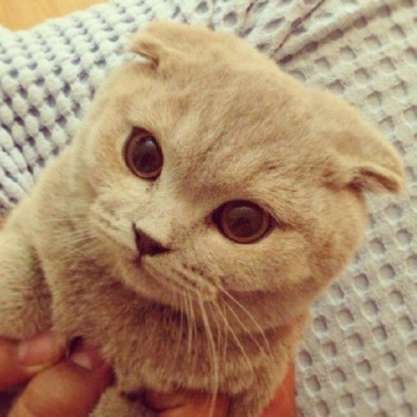 Даша Петухова