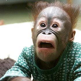 Бабуин Тпру_Тпрукевич