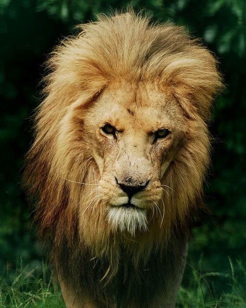 Анечка Мальвинка