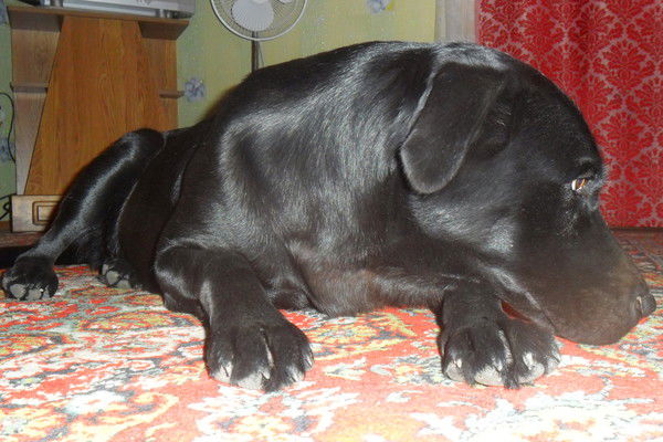 Виталий Моисеенко