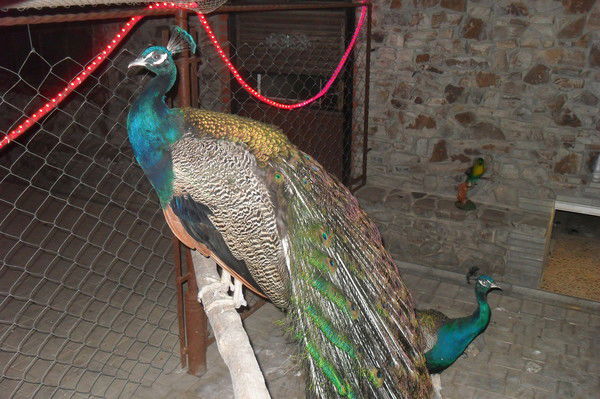 Ирина Русанова