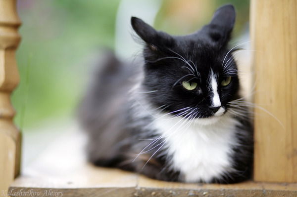 Андрей Волгин