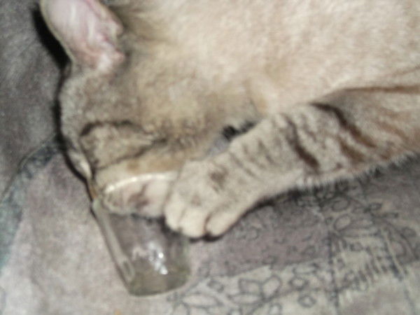 Елена Процевская