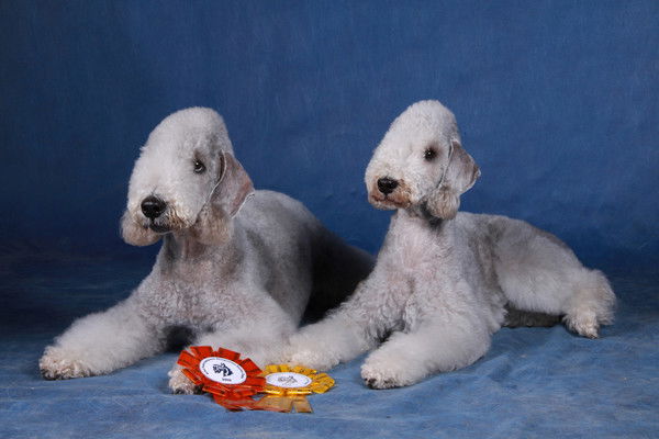 Андрей Прокуровский