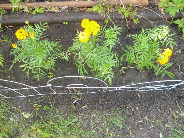 Антатолй Морозов