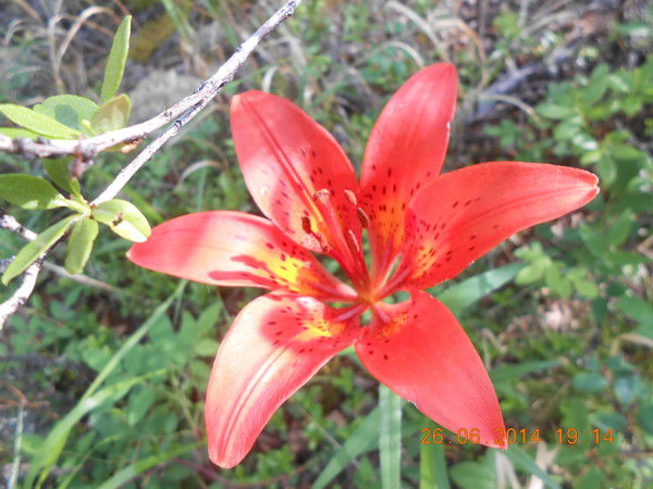 Марина Гуляева