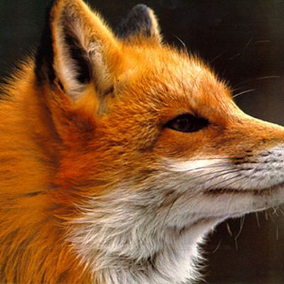 Андрей Крутов