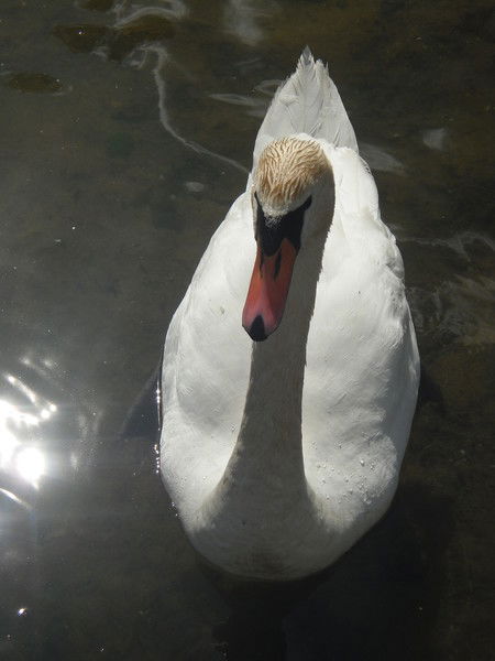 Олег Миронов