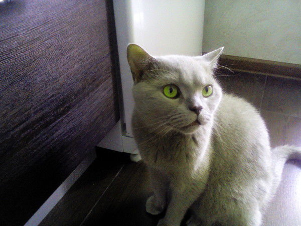 Толстошеев Сергей