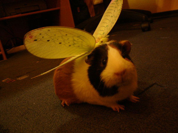 Натали Лисевская