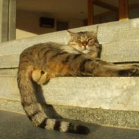 Санек Котик