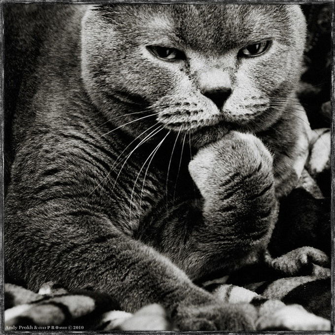 Андрей Шевелёв