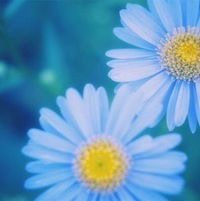 Аня Волкова