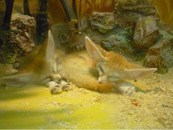 Вадим Котов