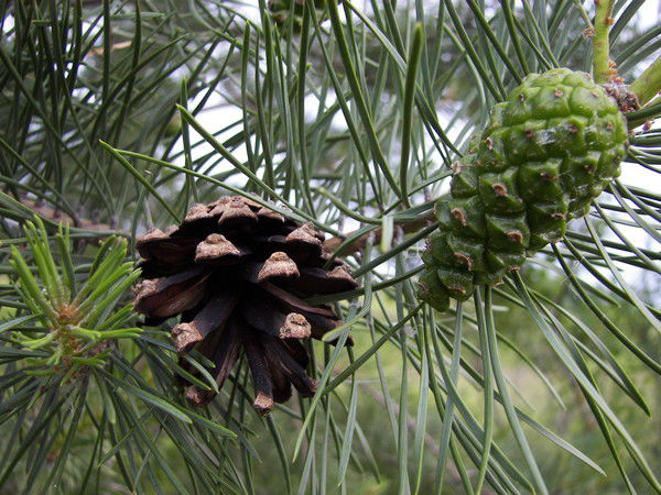 Даниил Михайлов