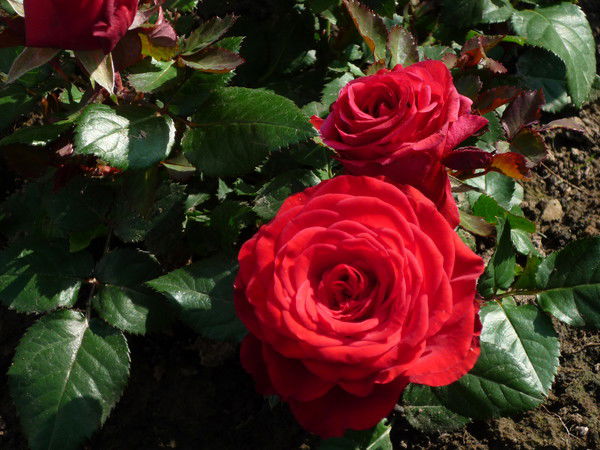 Ирочка Ирочка