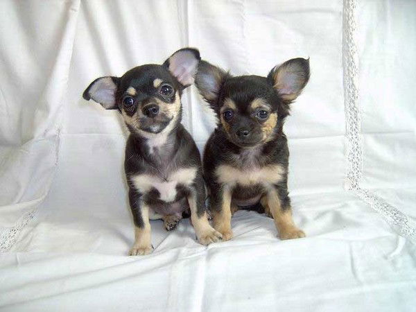 Андрей Шитов