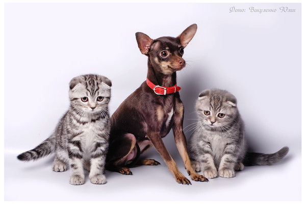 Ирина Бовкун