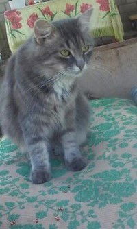 Оксана Крыжановская