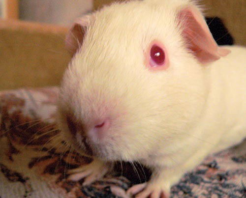 Артём Чкалов