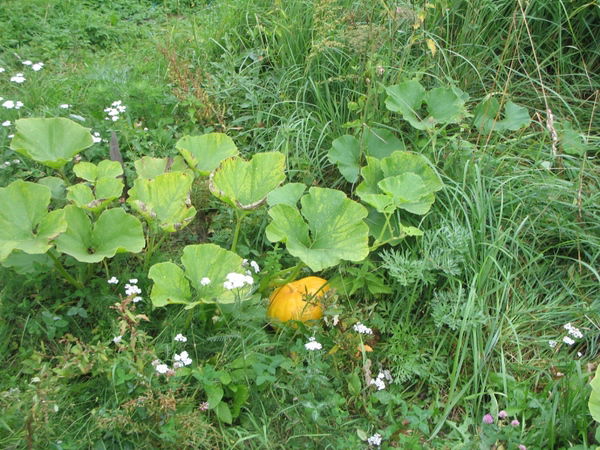 Елена Цымбал