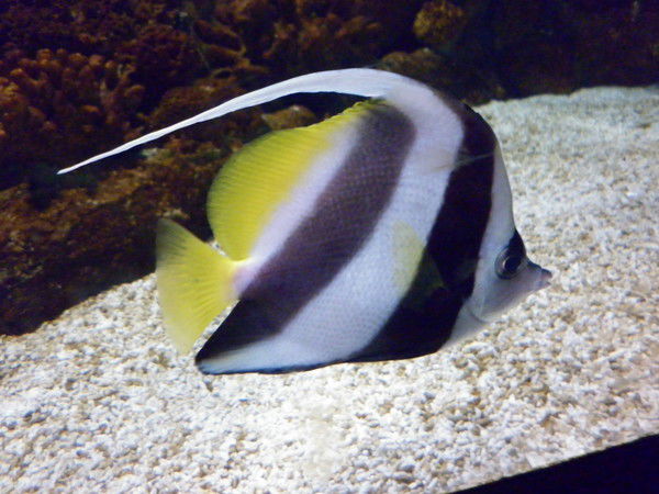 Людмила Зеркаль