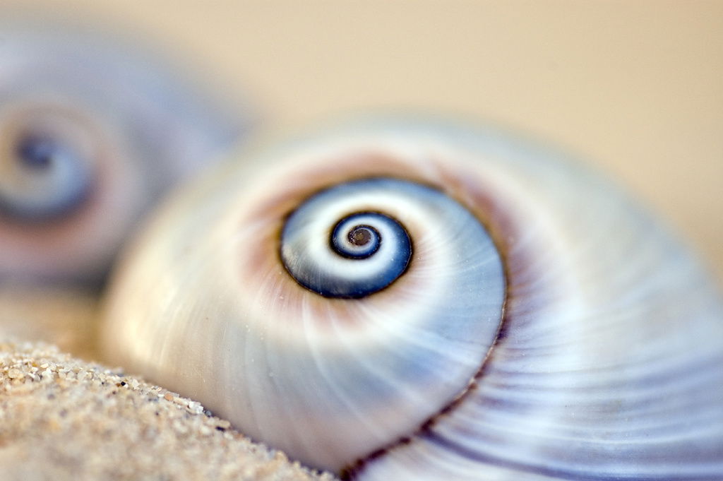 Дмитрий Иванченко