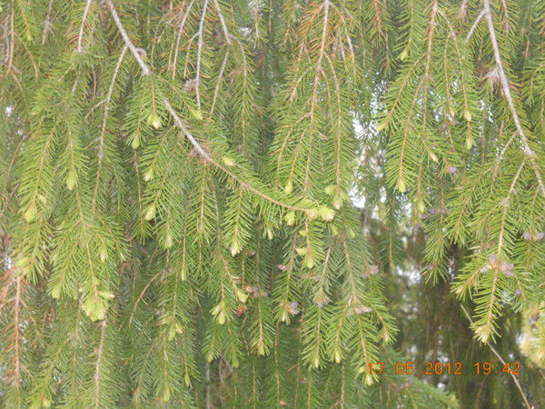 Жанна Пахотина